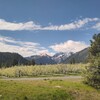 Appletrees in Washington