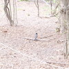 Robin in Prospect park