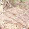 Robin in Prospect Park